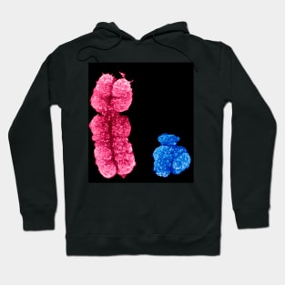 X and Y chromosomes (C003/0729) Hoodie